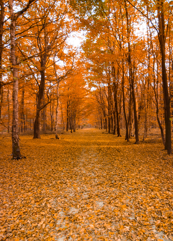 Natuur wandelen kleuren